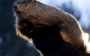 Харківський бабак Тимко передбачив, коли в Україну прийде весна