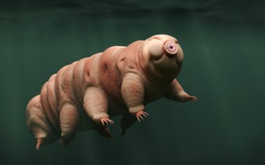 Тихоходка способна пережить всех на Земле