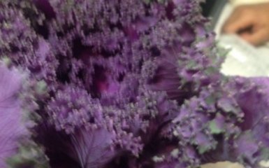 Незвичайні фіолетові квіти: американець подарував своїй дівчині букет салату