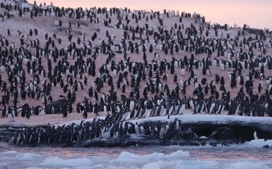Ученые объяснили рекордное скопление пингвинов вблизи станции Академик Вернадский