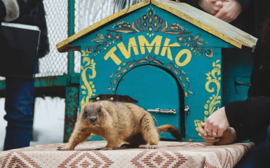 Сурок Тимко ІІІ