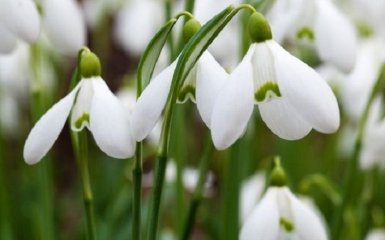 В Киеве "выросли" гигантские цветы - волшебные фото