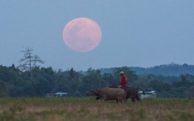 Схід рожевого Місяця: інтернет заполонили фото і відео незвичного явища