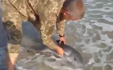 Война никогда не убьет добро: трогательное видео, как украинский военный спас от гибели маленького дельфина