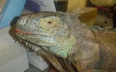 На Киевщине спасли "динозавра", питающегося кабачками: появились фото