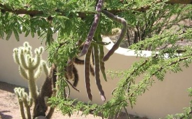 Ученые представили доказательства употребления доисторическими людьми наркотических веществ