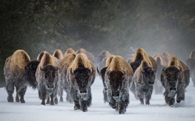 МИД Беларуси испугалось забора на границе с Польшей и придумало "угрозу" для зубров