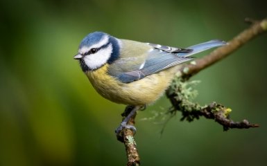 Пение синички - почему оно так уникально