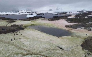 В Антарктиде зацвел снег — зрелищные фото