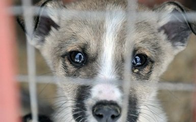 Приюти: 5 приютов, где можно взять животное домой