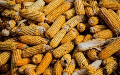 В Україні врожайність кукурудзи цьогоріч набагато вища, ніж в Росії