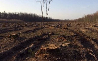 Обнародованы печальные фото последствий вырубки лесов в Украине