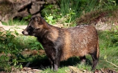 Дослідники припустили причетність єнотовидних собак до появи COVID-19