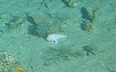 Впервые за 25 лет замечен редкий глубоководный житель — фото