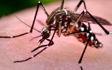 Ученые нашли новые виды комаров, которые не пьют кровь