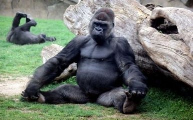 В зоопарке США горилла освоила йогу