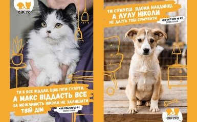 Не грусти в одиночку: приют для животных "Сириус" и TABASCO призывают найти новый дом для четвероногих друзей