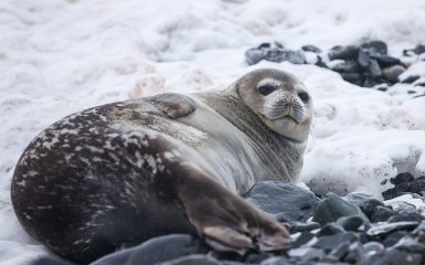 Ученые изобрели способ изучать Антарктиду с помощью тюленей