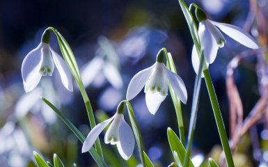 підсніжники