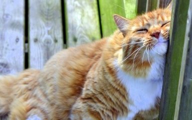 В Украине наступает настоящая весна: синоптики прогнозируют резкое потепление