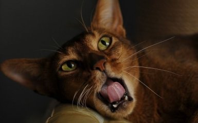 Абіссінська кішка — порода з невичерпною енергією: характер і цікаві факти