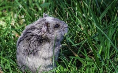 Хомяк-криптотрейдер обогнал Баффета по успешности инвестиций — видео