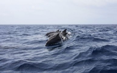 Около 1000 дельфинов погибли в Чёрном море в результате атак России