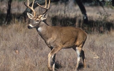 У США в диких оленів виявили антитіла до Омікрону