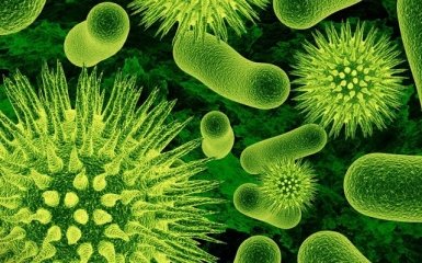 Організм середньої людини містить 39 трильйонів бактерій N + 1 - біологи