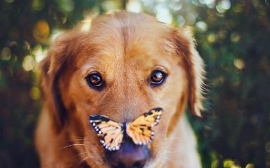 У Маріуполі чоловік зазнав поранення, закриваючи собою собаку