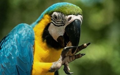 Як навчити папугу розмовляти —  дієві методи