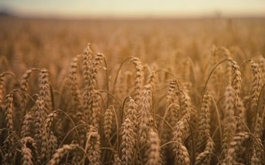 Ціни на пшеницю зростають через напруженість у Чорному морі — Bloomberg