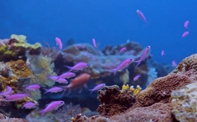 В Тихом океане нашли неизвестный ранее коралловый риф — впечатляющее видео