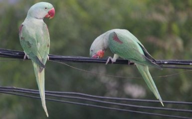 Доісторичний птах здивував науковців: з'явилися перші зображення