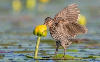 На конкурсі Audubon Photography Awards обрали найкращі фото 2021 року
