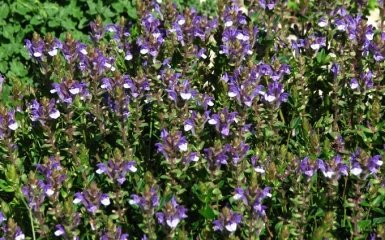 Ученые нашли растение, которое вылечит рак