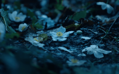 "Анемона" повертає Дей-Льюїса у Голлівуд