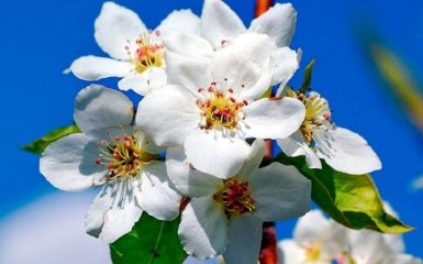 Весняний жовтень: у Запоріжжі розцвіли яблуні - фото