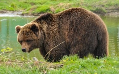 Колишні циркові ведмеді отримали нове життя у реабілітаційному центрі під Житомиром 
