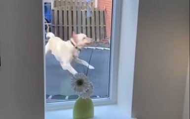 Минутка смеха: прыгающий на батуте лабрадор развеселил сеть