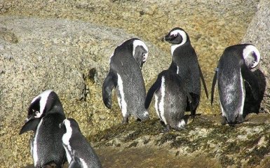 Рой пчел убил стаю  вымирающих пингвинов в Африке 