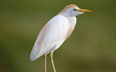 Антарктиду посетила египетская цапля