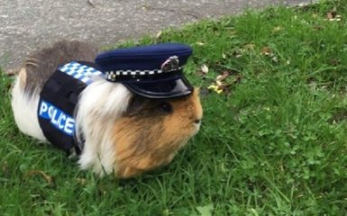Морська свинка "поповнила ряди" поліції Нової Зеландії