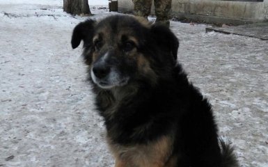Не хуже тепловизора: появился трогательный рассказ о четвероногих "бойцах" АТО