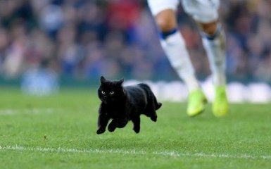 Чорний кіт перервав матч англійської Прем'єр-ліги і став зіркою мережі: відео курйозу