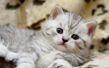Королева тролінгу: відома французька політикиня пояснила, чому назвала свого кота Brexit