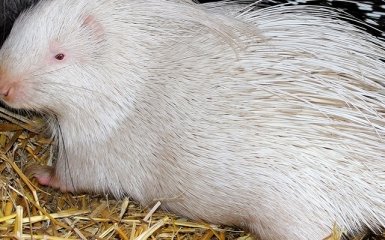 В Харьковском зоопарке родился белый дикобраз Снежок (3 фото)