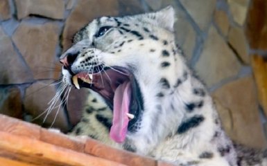В зоопарке Николаева неизвестные отравили животных: появились подробности