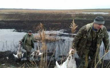 На Дніпропетровщині єгер і чиновник жорстоко розстріляли лебедів з Червоної книги