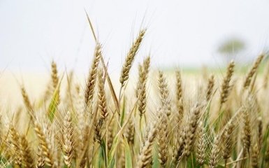 Китай готовий купувати крадене українське зерно за безцінь у Росії